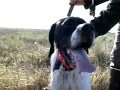 Perdiz shooting with Argentina Sportsman