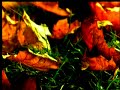 fall DRIFTING /ENYA