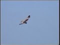 Marsh Harrier