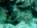 Moray