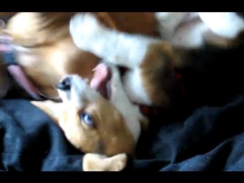 Pitbullpuppies Youtube on Beagle Puppy Attacks Pitbull Doberman Puppy Feat  Rottweiler