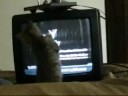 dumb cat