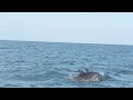 vidéo de Christian Guilloux : le 8 août 2009, les dauphins sont dans la baie de Riumar..... mais à Deltebre ........
