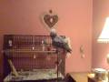 videos de Rico preening before bed time