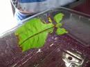 Phyllium giganteum (stick/leaf ...