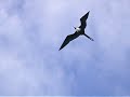 Especie: rahihorcado magnífico (Fregata magnificens), hembra adultaLugar: Santander. Observación realizada a bordo de la goleta 