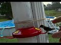 petting hummingbirds