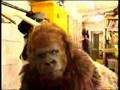 Tricky TV - Jambo