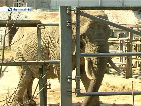 Kronberg: Opel-Zoo - Schner Ausflug - Der Opel - Zoo in Kronberg freut sich auf die neue Elefanten-Anlage
