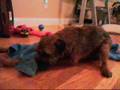 Border Terrier CECS - Dog 8