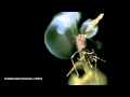 Laser + Mosquitoes = Crispy Mosquitoes