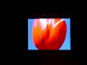 Ignis 2.2 inch AMOLED display (2)