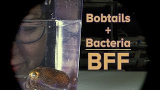 Bobtails + Bacteria = BFF