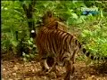 FUNNY MONKEY LION FIGHT.3gp