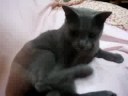 ショコラのワルツ