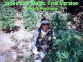 MENDOCINO COUNTY  MEDICAL MARIJUANA AND CULTURE