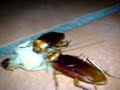 Como comen las cucarachas Como comen las cucarachas