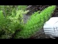 Sony Handycam HDR CX 100 Sample video (HD)