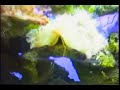 55 gallon reef tank part II