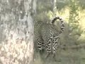 Karula w/Kill WildEarth 11/30/08 Karula w/Kill WildEarth 11/30/08