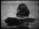 An Otter Study (1912)