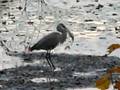 videos de Great Blue Heron Subdues a Pickerel