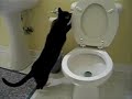 Cat flushing the toilet Cat flushing the toilet
