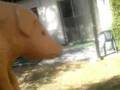 videos de Twinks the Tortise Warrior