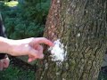 air powered potato gun