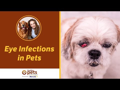 how to treat eye infection in dogs