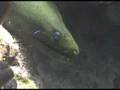 Green Moray and Shrimp
