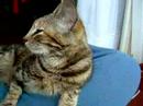 Mi gata tesoro