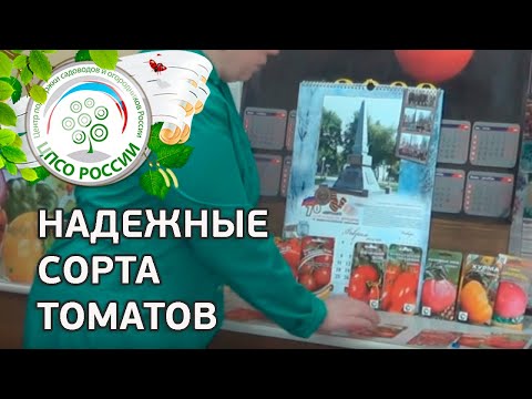 Какие выбрать сорта томатов. Надежные сорта помидор для открытого грунта и теплиц.