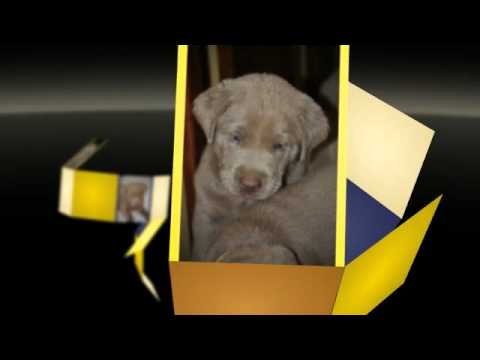 Silver Labrador Retriever Puppies For Sale – Silver Labs Ohio – Silver Labs West Virginia -