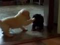 aww puppies