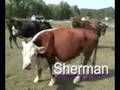 Sherman, Caleb, nad Buttercup