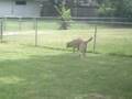 Molly laying JUMBO turd (a You Tube favorite)