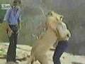 Increíble reacción de un león ante sus antiguos cuidadores