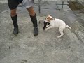 ambull pups, bitework!