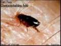 Spanish-Flea