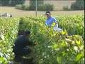 Vignoble des Agaises, Cuvée Seigneur Ruffus: 3e Médaille