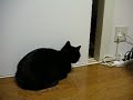 まちぶせるねこ１