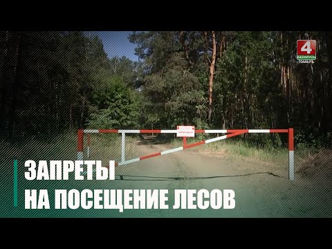 Забароны і абмежаванні на наведванне лясоў уведзены ў многіх раёнах Беларусі видео