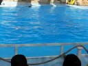 Dolphinella sharm el sheik