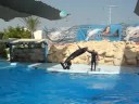 Dolphinella sharm el sheik