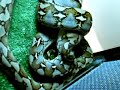 Python reticulated Sulawesi