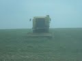 pea harvesting