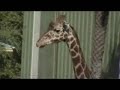 Jacksonville Zoological Gardens Detail Version
