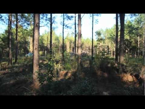 how to fertilize pine trees