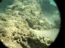hanauma bay snorkling